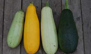 Можно ли кабачки при грудном вскармливании
