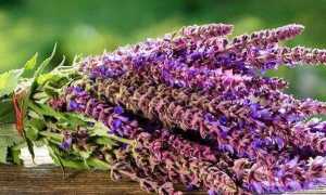 Как пить шалфей для прекращения лактации