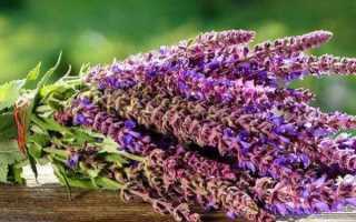 Как пить шалфей для прекращения лактации