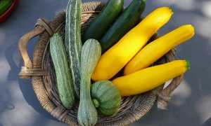 Как приготовить кабачок для первого прикорма грудничку 4, 5, 6 месяцев