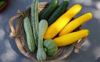 Как приготовить кабачок для первого прикорма грудничку 4, 5, 6 месяцев