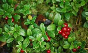 Листья брусники при беременности от отеков: как пить, отзывы