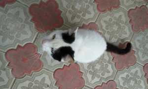 Может ли кошка отравиться мухой