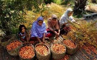 Можно ли финики на грудном кормлении