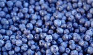 Черника при кормлении грудью