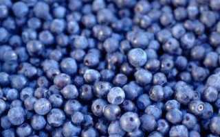 Черника при кормлении грудью