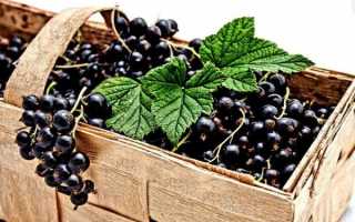 Смородина при беременности на ранних и поздних сроках: польза и вред, отзывы