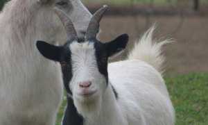 Козье молоко для грудничка с какого возраста, как разбавлять, отзывы