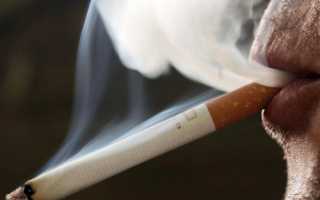 Как курение сказывается на развитии подагрического артрита