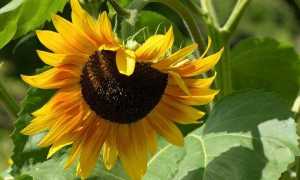 Семечки при беременности на ранних и поздних сроках: можно или нельзя