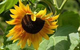 Семечки при беременности на ранних и поздних сроках: можно или нельзя