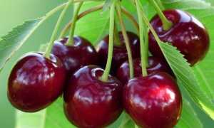 Можно ли вишню при грудном вскармливании