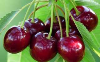 Можно ли вишню при грудном вскармливании