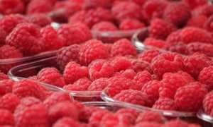 Можно ли малину при грудном вскармливании, ребенку 1, 2, 3, 4 месяца