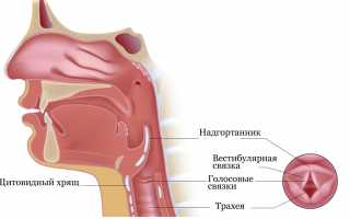 Рак гортаноглотки: развитие, первые симптомы и проявления, диагностика и методы лечения