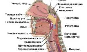 Рак ротоглотки, как развивается, где локализуется, какие первые симптомы и признаки, диагностика, лечение и прогноз