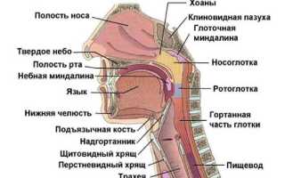 Рак ротоглотки, как развивается, где локализуется, какие первые симптомы и признаки, диагностика, лечение и прогноз