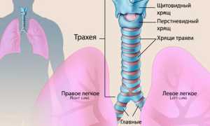 Ринофаринготрахеит у детей и взрослых, как проявляется и чем лечить?