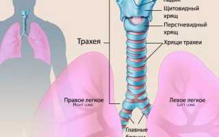 Ринофаринготрахеит у детей и взрослых, как проявляется и чем лечить?