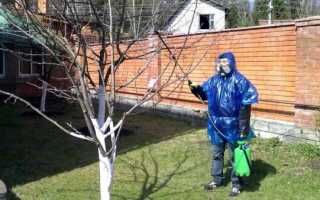 Чем опрыскивать сливу от паразитов