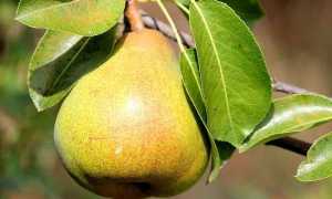 Можно ли есть грушу при грудном вскармливании