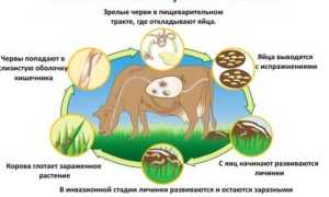 Лечение легочного глиста у овец