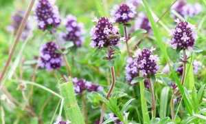 Чай с чабрецом при беременности