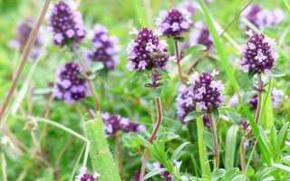 Чай с чабрецом при беременности