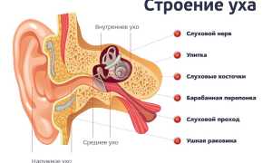 Строение среднего уха, функции, возможные заболевания, диагностика и лечение