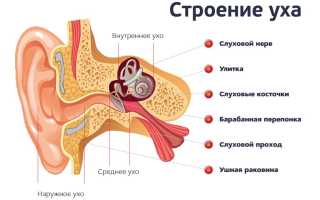 Строение среднего уха, функции, возможные заболевания, диагностика и лечение