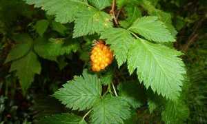 Листья малины перед родами: как нужно заваривать и принимать отвар