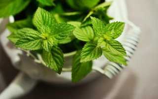 Можно ли мяту при беременности на ранних и поздних сроках: способы заваривания и употребления