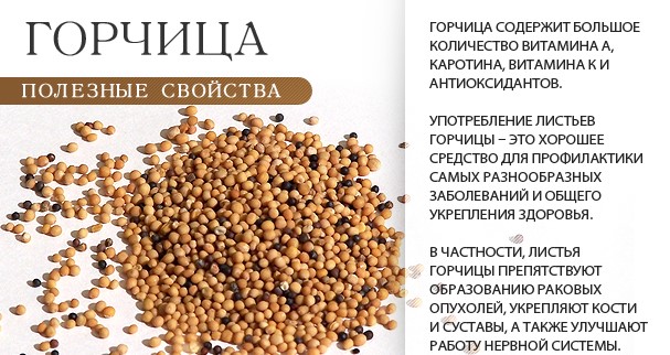 полезные свойства горчицы