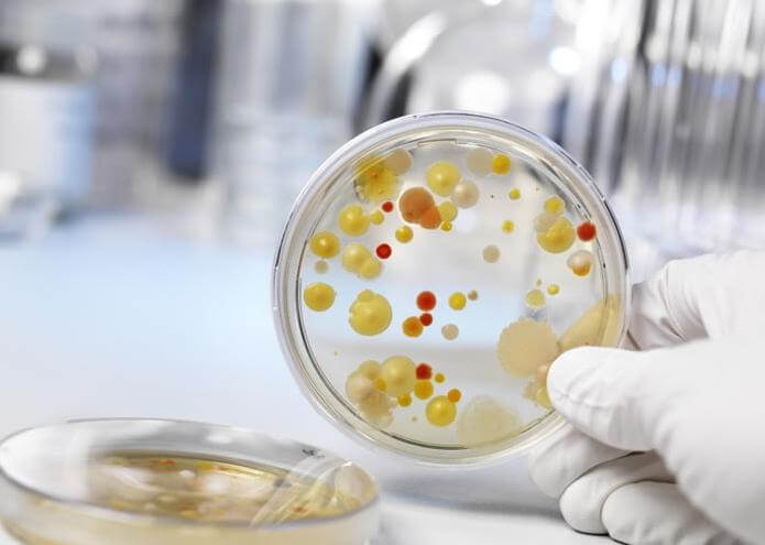 Гарднерелла вагиналис