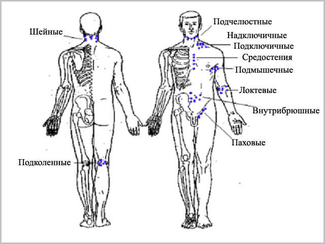 Схема расположения лимфоузлов на теле человека