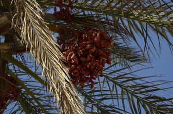 Употребление фиников беременными