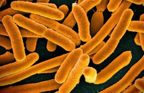 Опасность хламидиоза