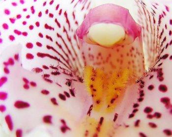 Показания к применению люголя