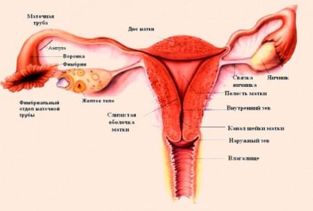 Влагалище после родов (фото)