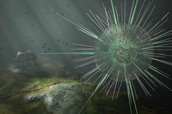 Опасность ЦМВ для беременных