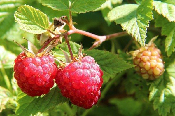 Состав и польза малины