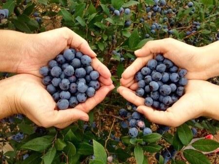 Черника для кормящей женщины