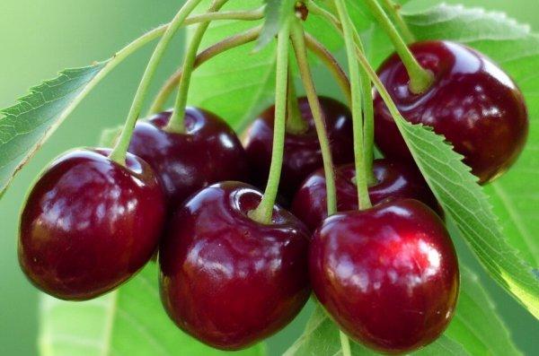 Вишня при ГВ