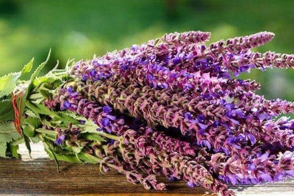 Противопоказания для шалфея