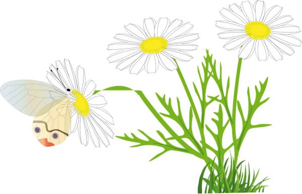 отвар ромашки детям до года