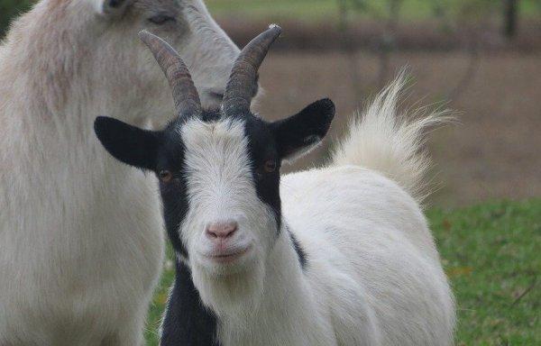 Козье молоко для ребенка