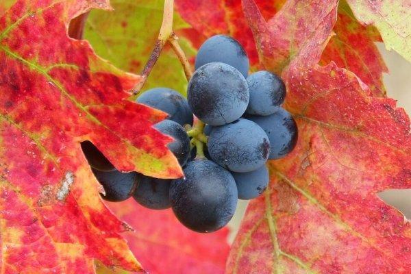 Польза винограда