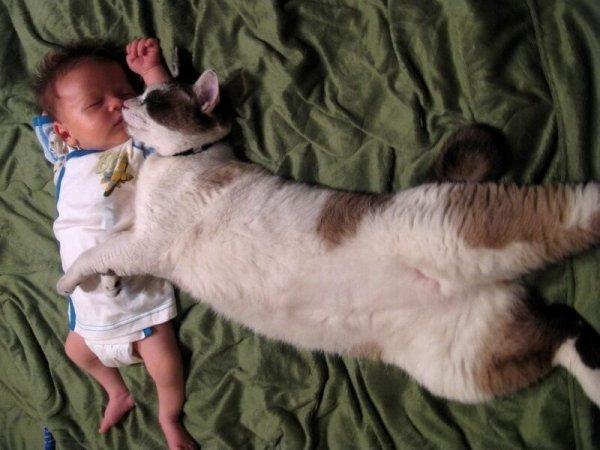 малыш и кот