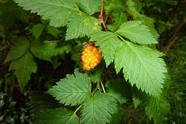 Малиновые листья перед родами