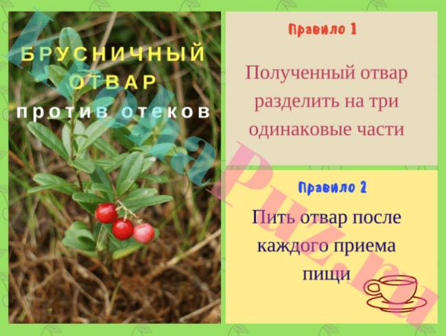 Брусничный отвар от отеков